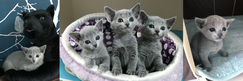ロシアンブルーのブリーダー キャッテリー ロシアンブルーの子猫と大人の猫の譲渡